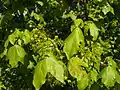 Leaves and flowers