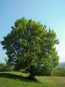 Field maple, Germany