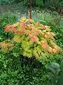 Cultivar 'Autumn Moon', in Kingsbrae Garden (St. Andrews, New Brunswick, Canada)