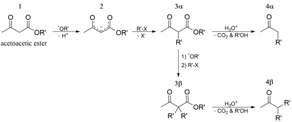 Acetoacetic ester synthesis