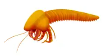 Acheronauta, a possible mandibulate arthropod from the Waukesha biota.