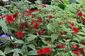 Achimenes erecta in cultivation