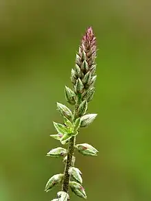 Rabo de gato(Achyranthes aspera)