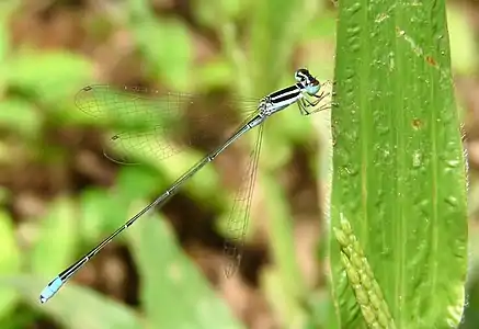 Aciagrion occidentale male