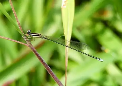 Aciagrion occidentale female (sub-adult)