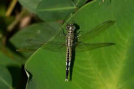 Acisoma panorpoides female