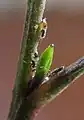 nymphs, note sugars being excreted