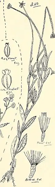 Illustration of "Acomis macra"