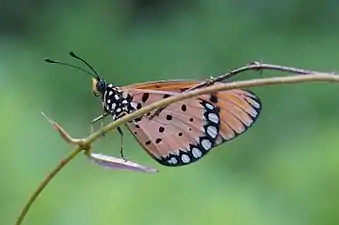 Imago (ventral view)