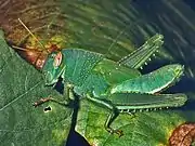 Nymph showing typical juvenile wings