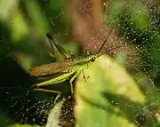 Chrysochraon dispar male