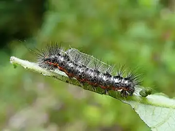 Sweet gale moth larva, first instar