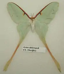 Actias dubernardi adult female