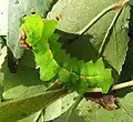 Actias selene