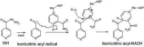 Isoniazid (INH) is activated by KatG to the isonicotinic acyl radical, which subsequently reacts with NAD to form the isonicotinic acyl-NADH complex.