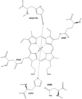 Active site of eosinophil peroxidase.