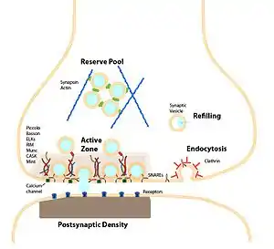 The synapse and synaptic vesicle cycle