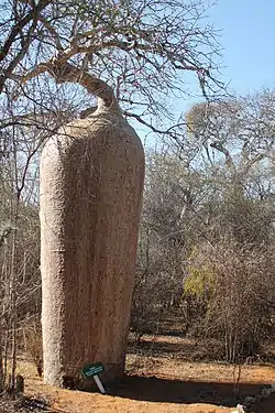 A baobab in Mangily, Belalanda