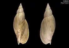 Shell of Adelomelon ancilla (syntype at MNHN, Paris)