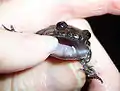 Tusks of a male tusked frog