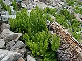 growing on serpentine rock