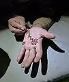 Henna design on the hand of a girl of the region