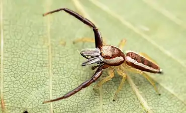 Adult male dorsal