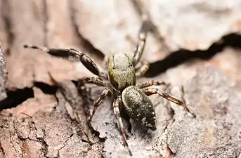 Adult male dorsal