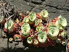 Aeonium aureum