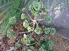 Aeonium balsamiferum