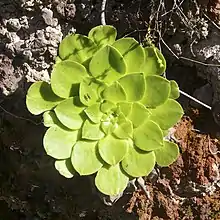 Aeonium glandulosum