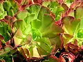 Aeonium tabuliforme × arboreum 'Zwartkop'