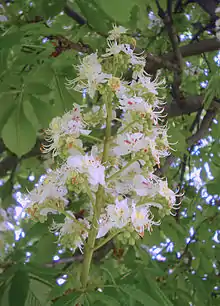 Aesculus hippocastanum