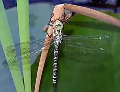 Immature female