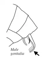 The characteristic male genitalia with bent tips of A. essingtoni