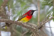 Mrs Gould's sunbird