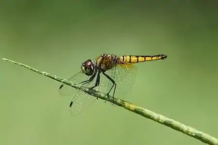 Aethriamanta brevipennis female