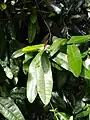 Leaves