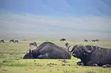 Resting buffalo