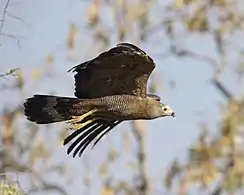 Immature bird in flight, Zambia