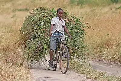 Boy with fodder on bicycle