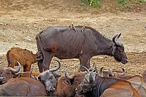 Two-week-old calf sucklingAt Kazinga Channel in Uganda