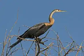 immatureLake Baringo, Kenya