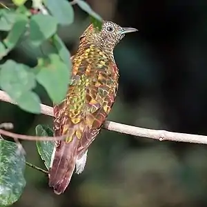 female C. c. cupreus, Ghana