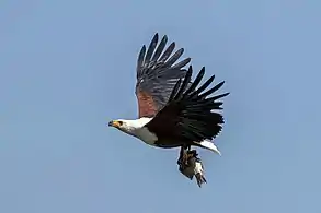 African fish eagle with tilapiaLake Naivasha