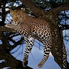 Leopard in the trees