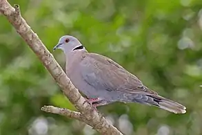 S. d. shelleyi, Gambia