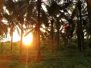 African palmtree forest, from which palm oil is being won