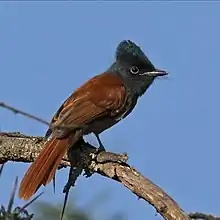 female rufous morph, Soysambu Conservancy, Kenya