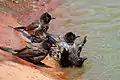 P. n. nigricans; communal bathing at Tswalu Kalahari Reserve, with one or two keeping watch